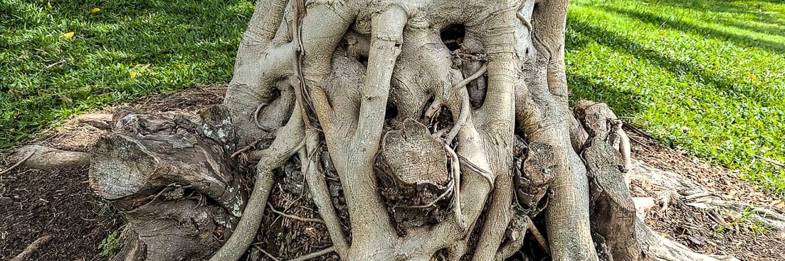 Roots twisting around sawn-off stumps at the base of a large tree
